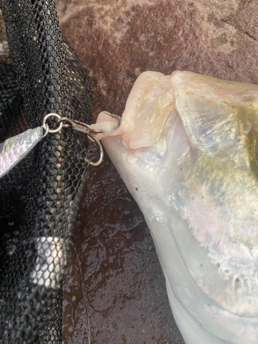 lvakumar's tweet image. 最後にもう一度だけ投げようと思ったら、なんと魚が掛かりました。