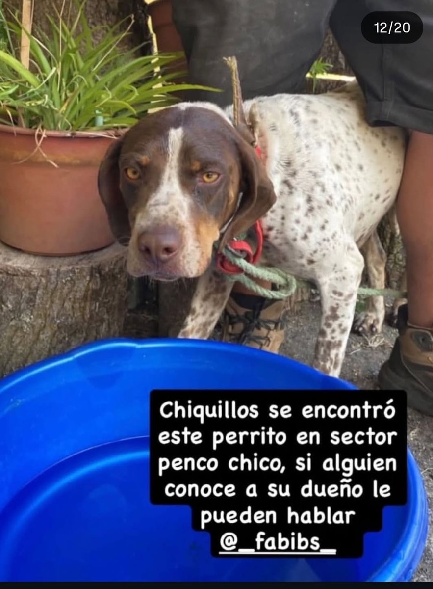 🔴 Se encontró este perrito en el sector Penco chico. Si alguien tiene información de sus dueños puede escribir a la cuenta de Instagram @_fabibs_  Por favor ayudar con RT
#IncendiosForestales #Incendios #Penco #Biobio #Lirquen