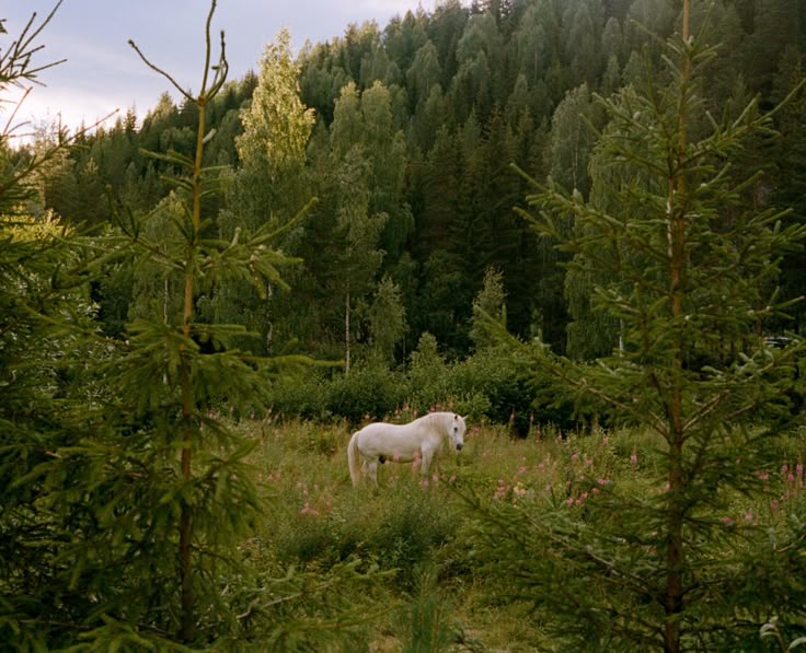 sorrrowfull's tweet image. 