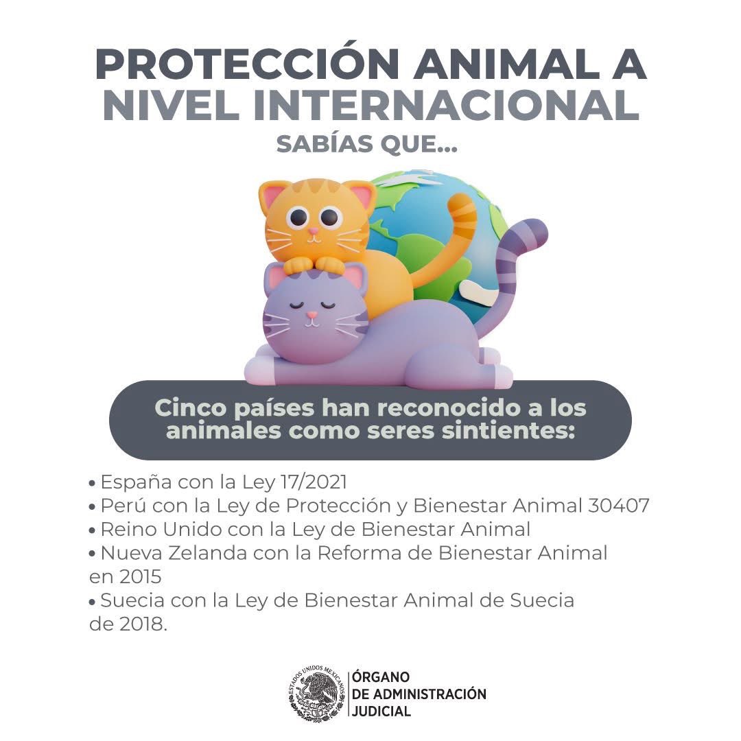 dulcecq's tweet photo. Los animales son seres que sienten y deben considerarse sus condiciones de vida https://t.co/RCxeqP1dtg