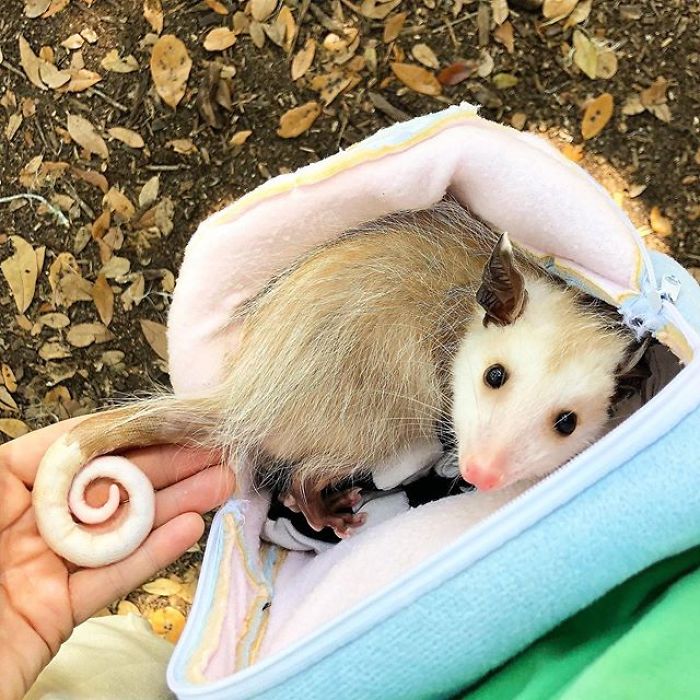 PossumPost's tweet image. 