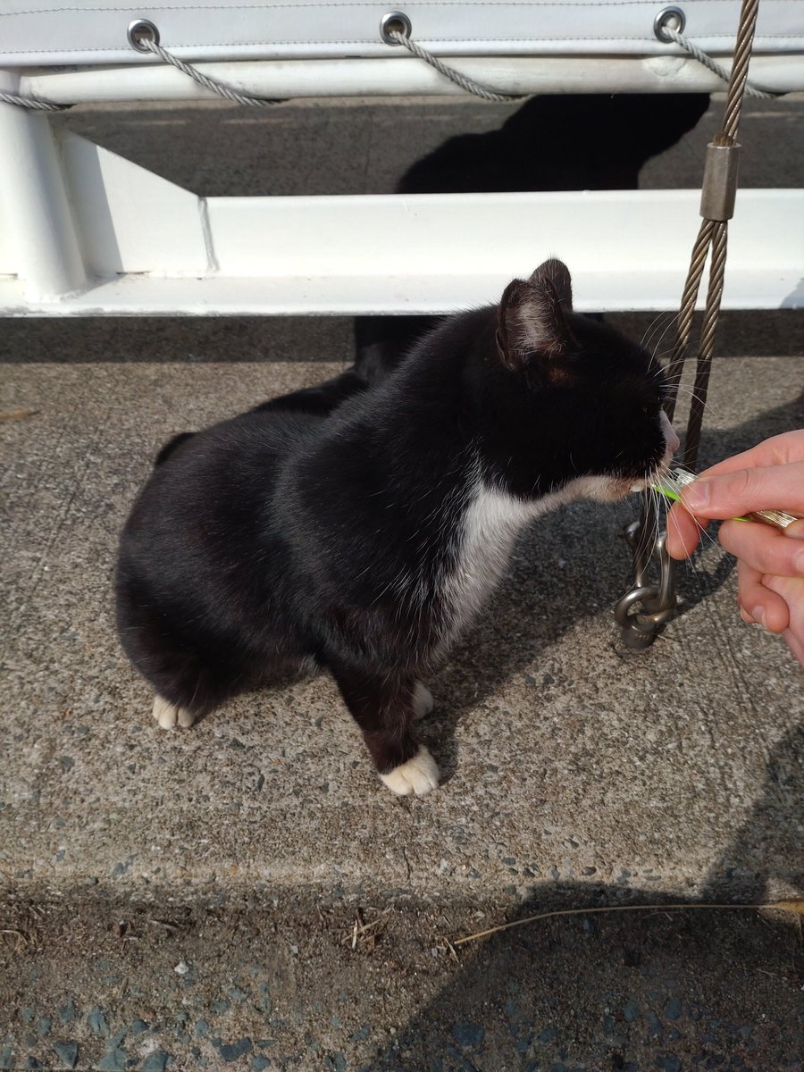 ネッコ Post by チャンコ増田⋈💉8@1/10-11宮崎→1/18福岡東方祭→1/31-2/1