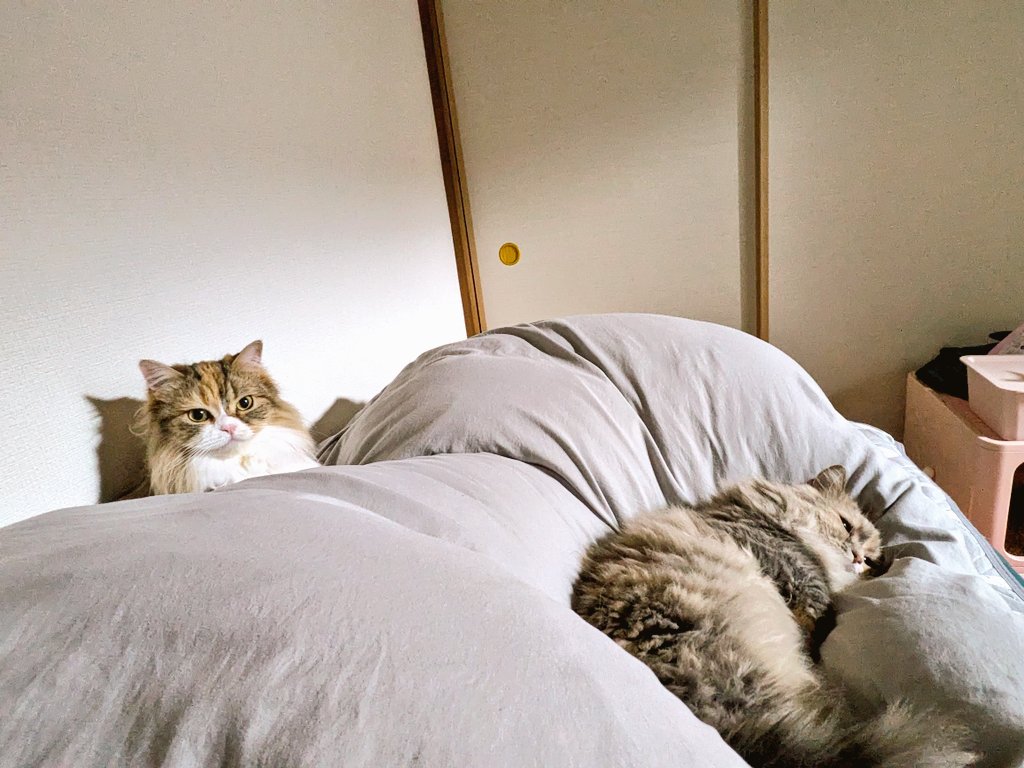 ゆず🍊 マンチカン ♀︎＆しじみ🐚‎🌈ミヌエット︎︎ ♀＆つくね