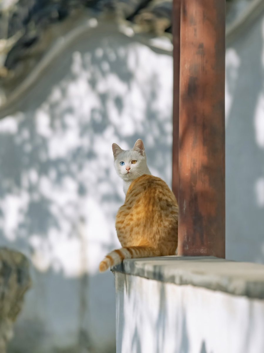 Cats in the Park