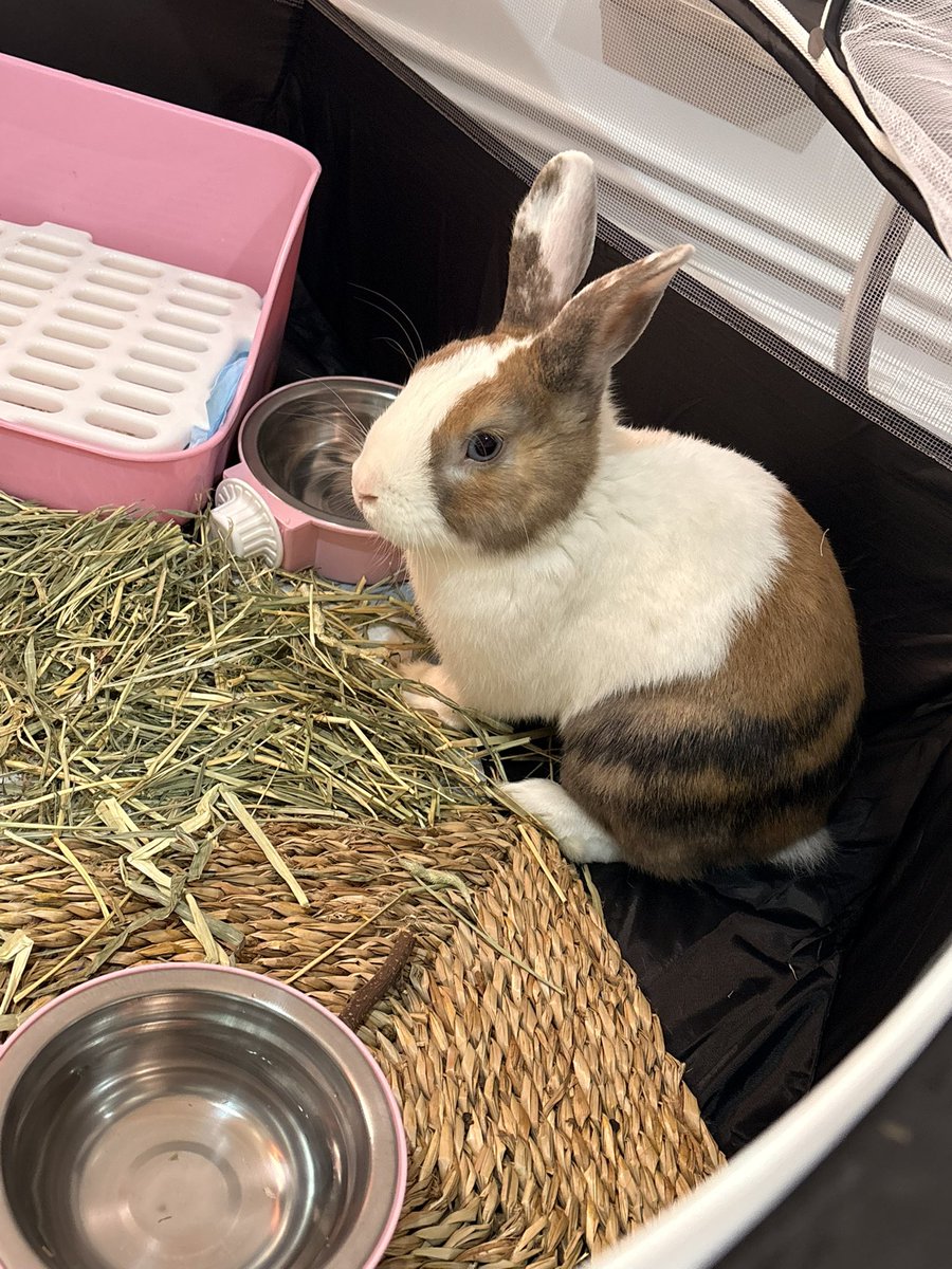 emilixdv's tweet photo. Meet Angelo https://t.co/HSmEJqeFxG