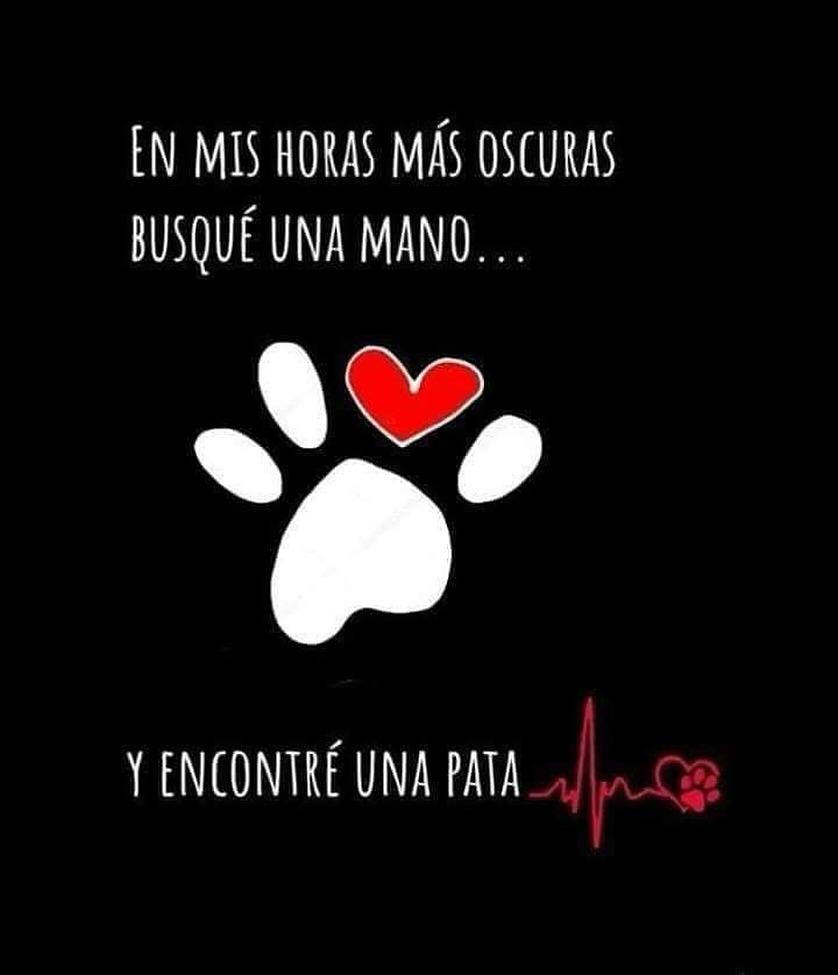 Nancypres23's tweet photo. Encontré una patita🩵 https://t.co/yOGj8C0t8J