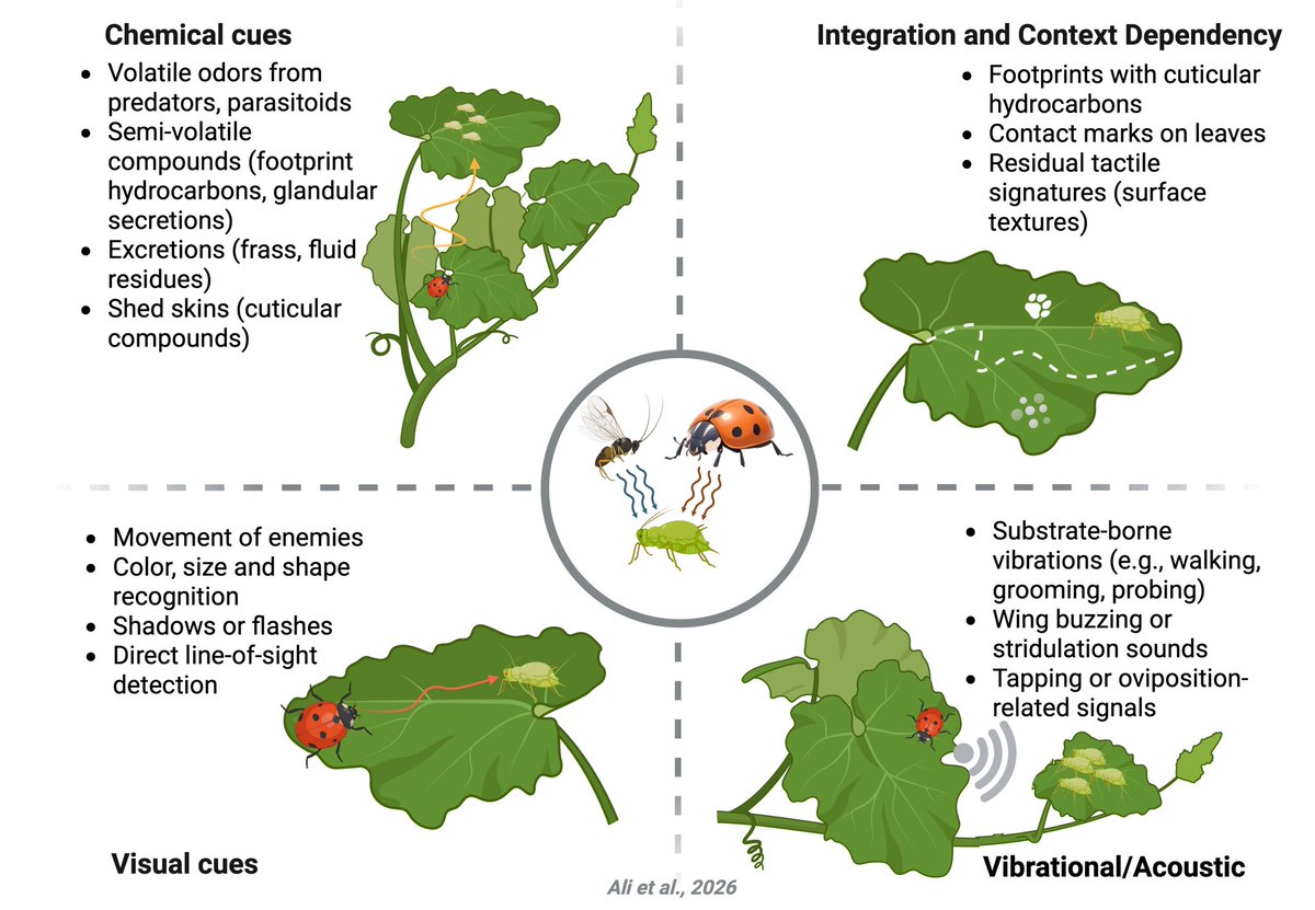 JAMIN_ALI_ALI's tweet photo. 📄 #ACCEPTED | #Entomologia_Generalis
The #ecology_of_fear: how perceived risk from natural enemies shapes insect behaviour and life-history traits.
Figure 1: Conceptual framework of fear-mediated interactions
#Jilin_Agricultural_University 
@dradiltonga https://t.co/7zdpwKpjgw