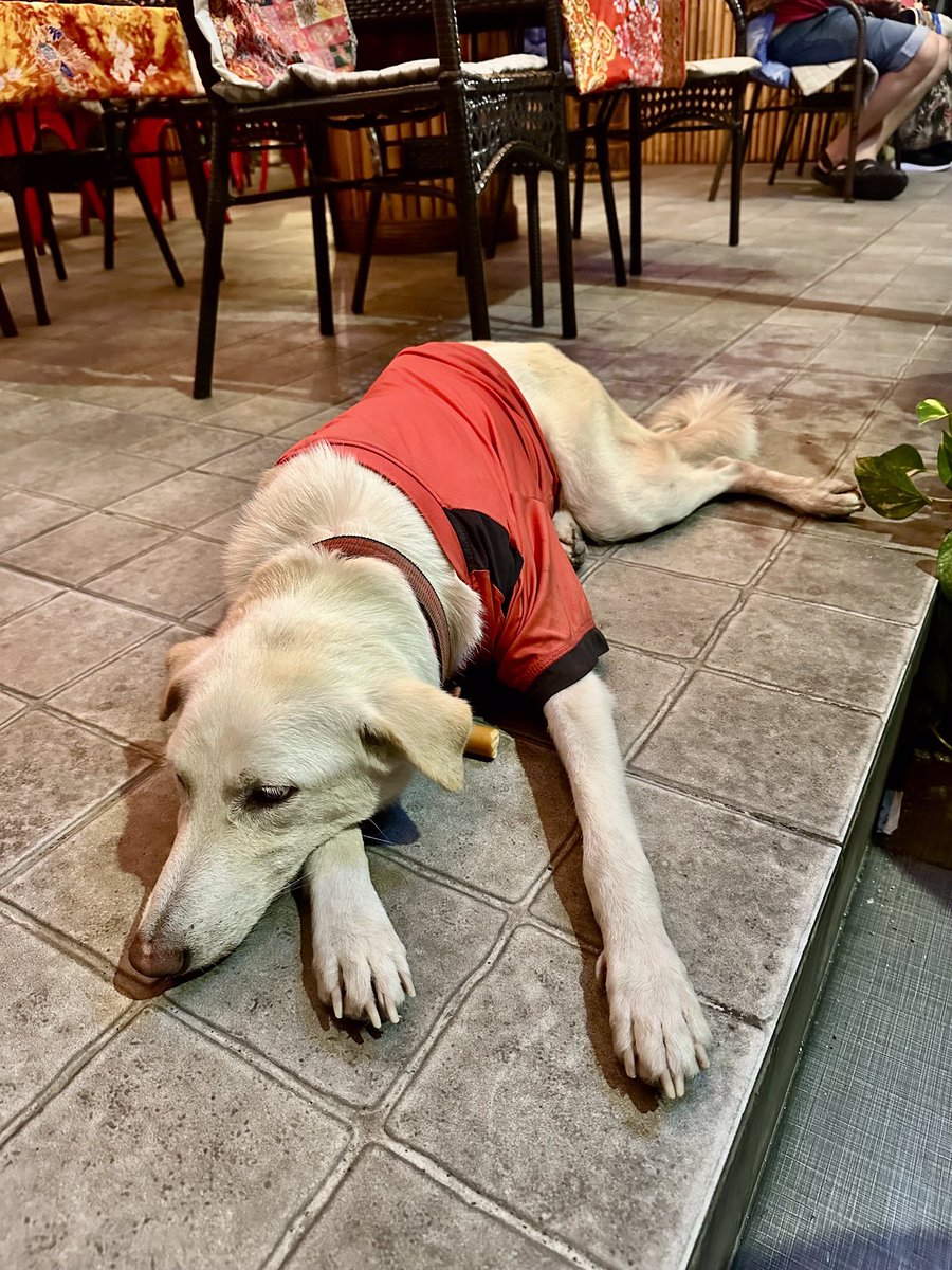 Monday may be for the dogs but they don’t have to be Alley Cat (dogs are also welcome) where you can wash away the Monday blues with and ice cold beer. 

🍻 Big Chang and Leo - 80 baht
🍻 Chang and Leo Pints - 100 baht 

Happy hour 6-9pm — Pints and Cocktails — Buy 3, Pay 2