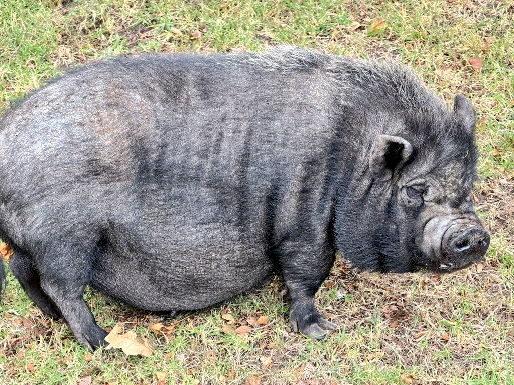 Me llamo tocineta y es lo más lindo que verás hoy. 🐽