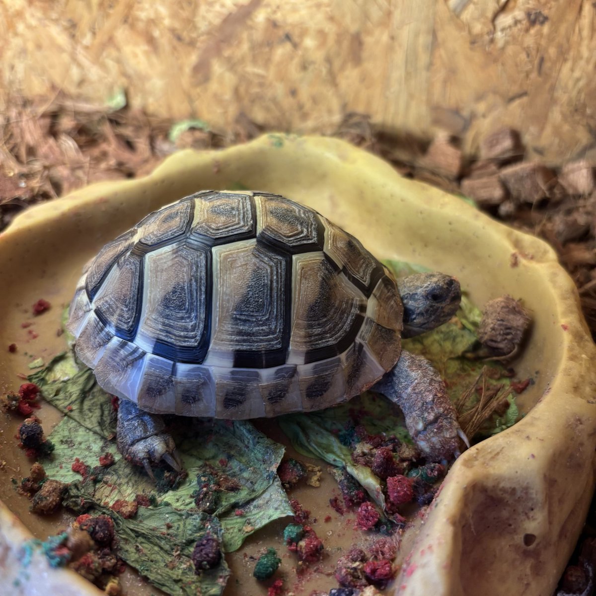 亀との暮らし tweet media