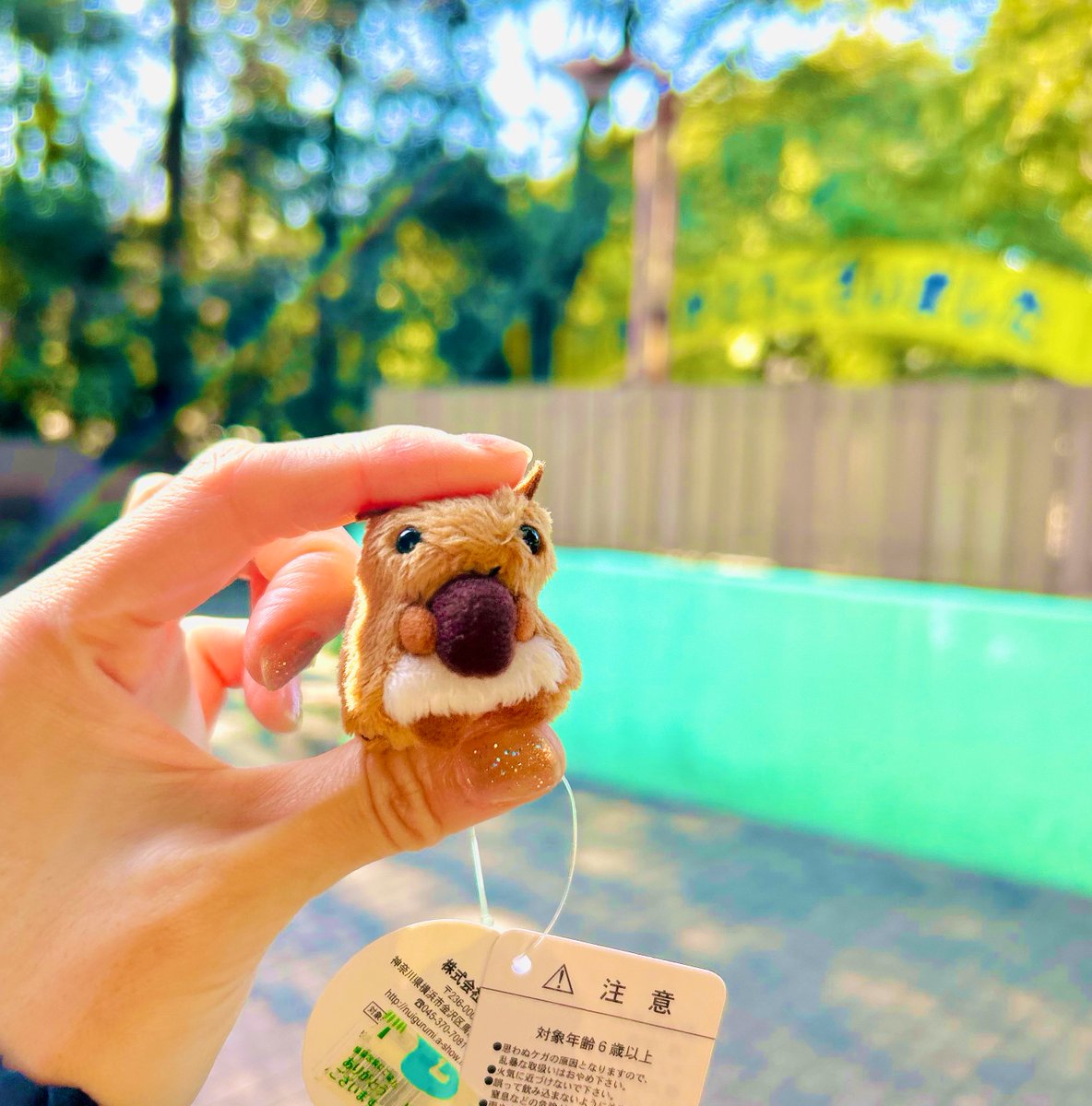 ふわに tweet media