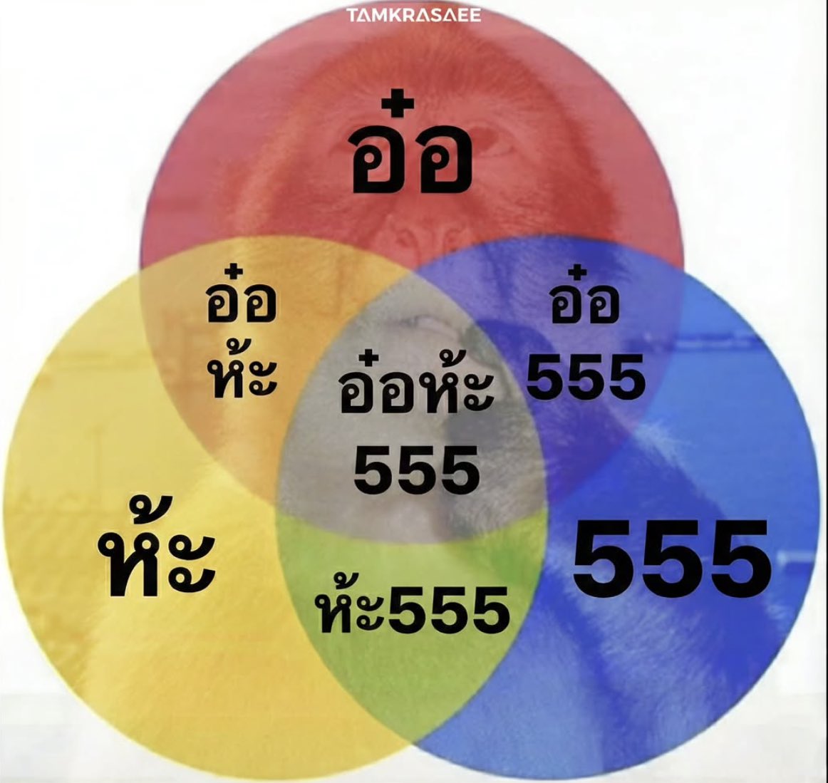 lolong___'s tweet image. กูเลยทั้งหมด 5555555