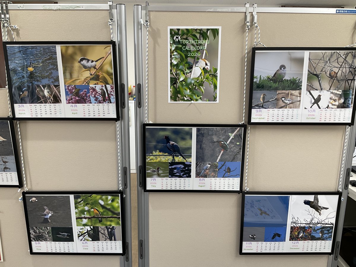 いきものクラブ会員の方が撮影したTORIMIROKUカレンダー2026をサービスセンター窓口のパネルに掲示しました🦅