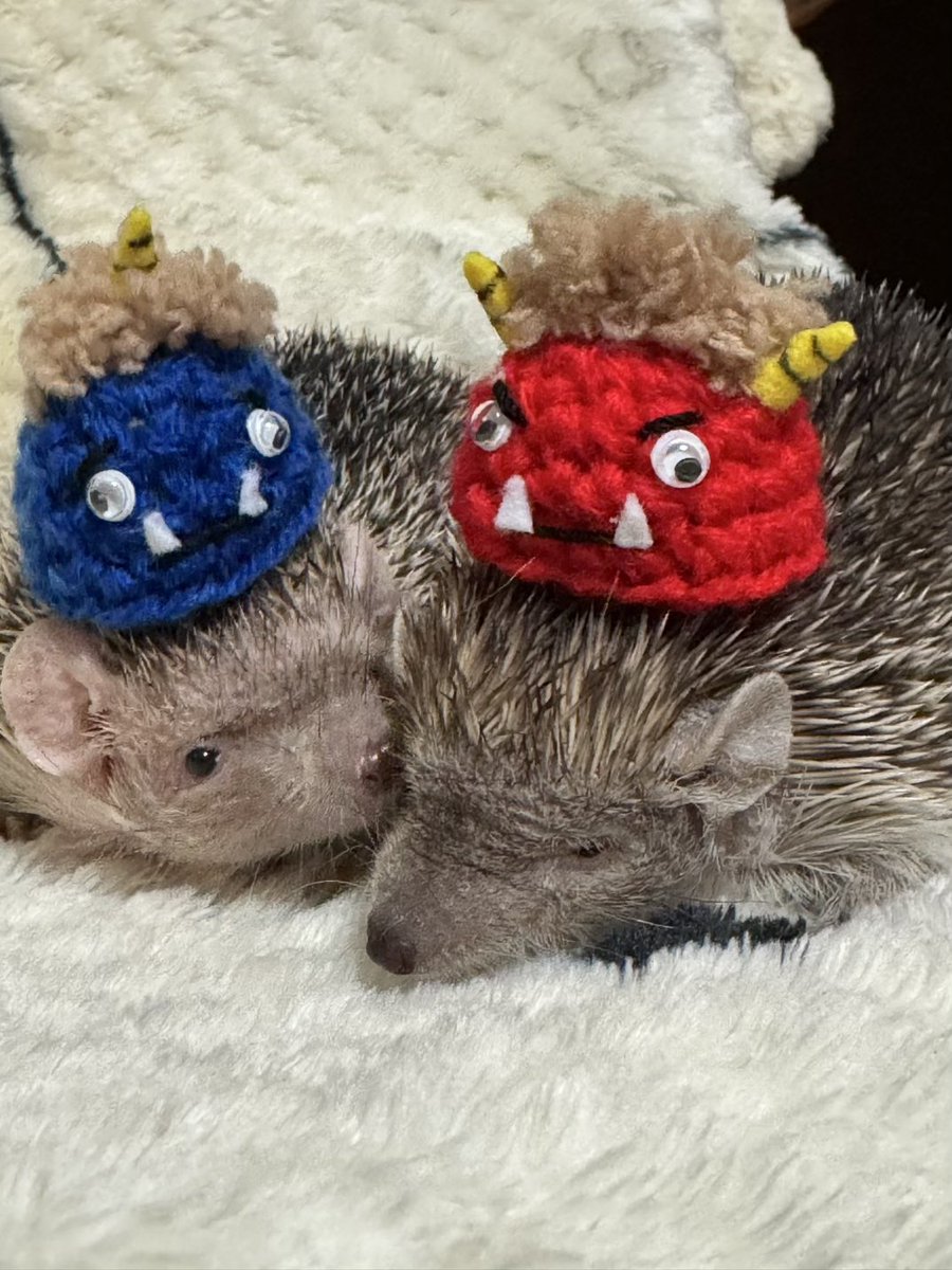 Poolnuts56's tweet image. つくねさぁ〜ん✨️久しぶりっ❗
と、ちゅー💋しながらカメラ目線してるのは､､､ミノくん😆
お世話係はこれから美容室行ってくるよ〜🚗
#ヒメハリテンレック #ヒメハリ