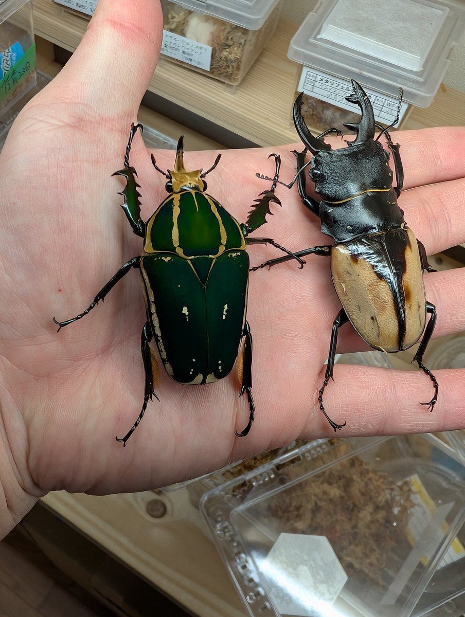 虫の兄ちゃん@兜鍬武蔵 (@anchan_kabukuwa) / Posts / X