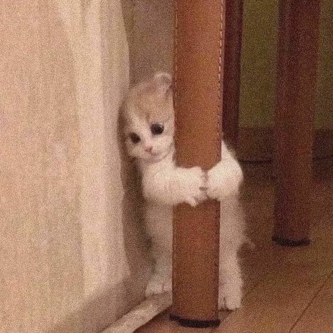 augustmarkie's tweet image. he is so kitty cat