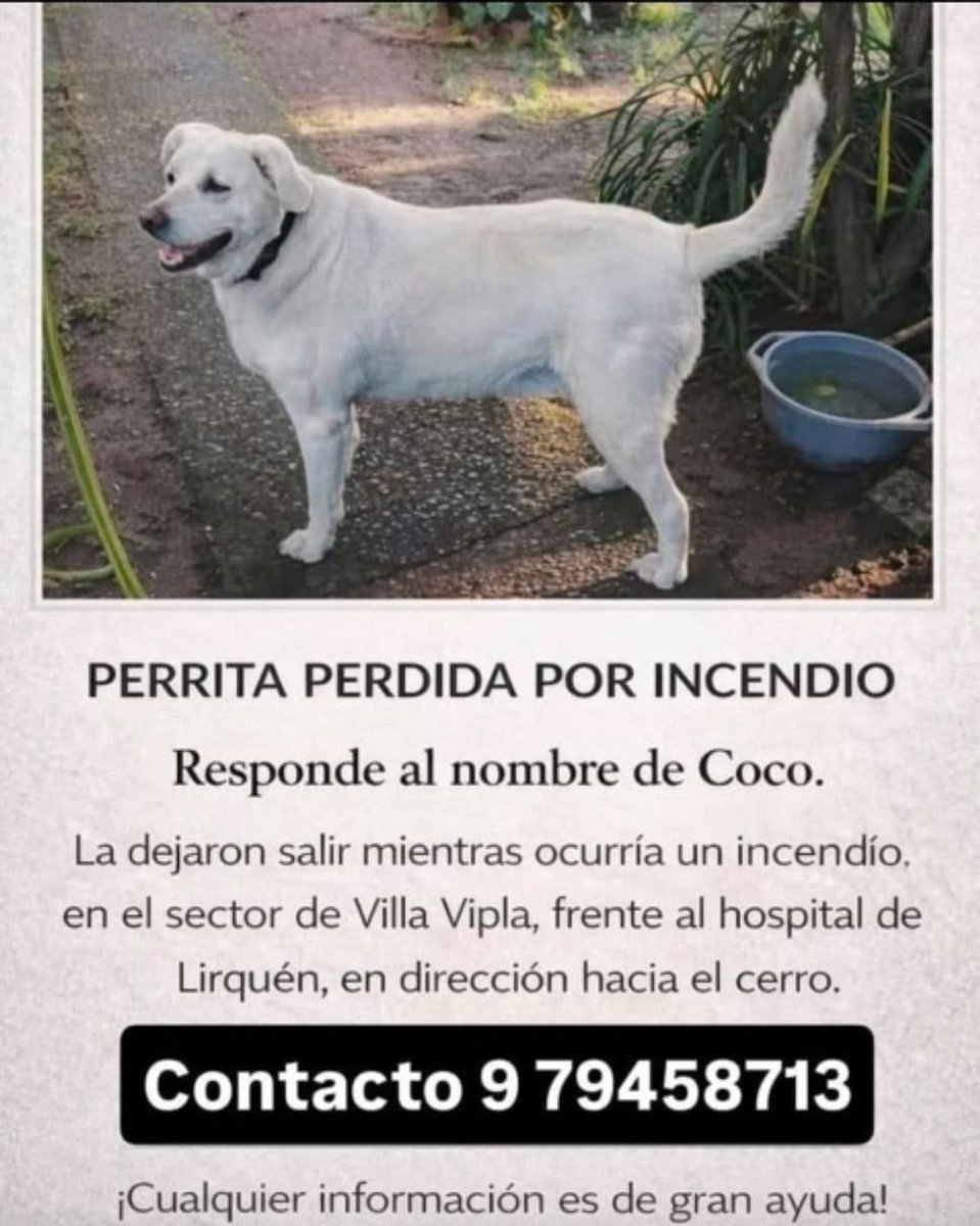 🔴 Esta peludita es Coco🐕 y salió corriendo durante el incendio en dirección al cerro. Se perdió en el sector frente al Hospital de #Lirquen Cualquier información sobre ella, al celular de la publicación. Ayúdanos a difundir con RT #incendio #Biobío #Incendioforestalchile