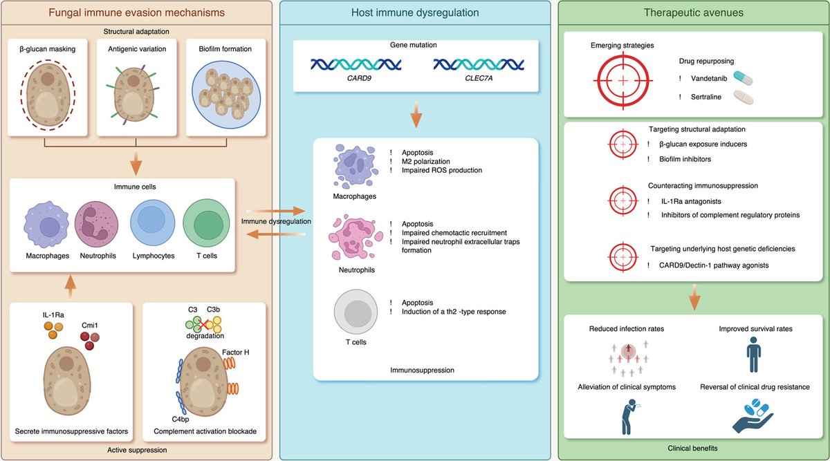 hLife_2023's tweet photo. Challenges posed by fungi to host immunity: Mechanisms of immune evasion
Read more on hLife👇👇👇
https://t.co/DpjAbeP62E
#hLife #Science #Research #Health #healthjournal https://t.co/I14OWOFrbc