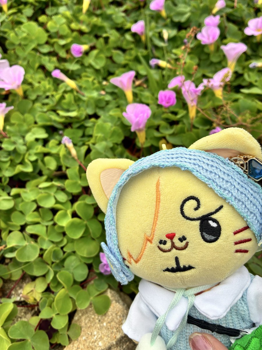 🐱『てかいのれでぃたち　おちごと　おつかれれつ☕️  ぼくのつんでるとこ　きょおは　ぽたぽたちて　はるみたいれちた🌸　れも　あちたかや　めためた　たむくなるみたいれつ…❄️ かじぇ　ひかないよぉに　あたたたくちてて　くらたいね✨』