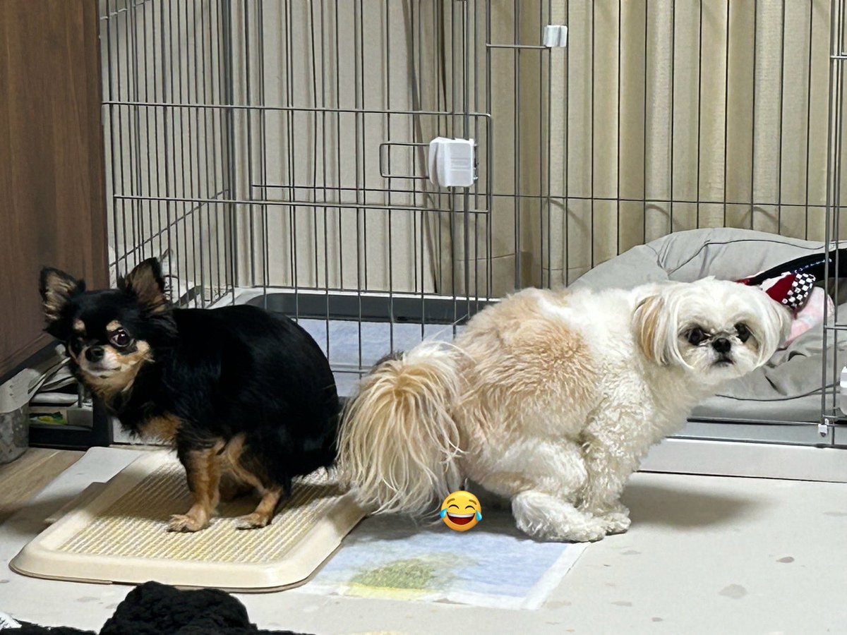 𝑠𝑦𝑛𝑐ℎ𝑟𝑜𝑛𝑖𝑧𝑒𝑑 𝑢𝑛𝑐ℎ𝑖𝑛𝑔 𝑑𝑜𝑔𝑠——