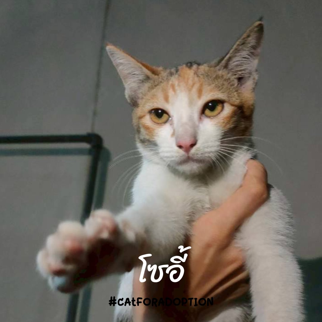 MaewHelpMaew's tweet photo. 26/06 : ด.ญ. โซอี้
น้องค่อนข้างขี้อาย แต่ก็ชอบกินขนมมาก ต้องเป็นแมวขนสั้นเหมือนกัน 
- อายุ 4-5 เดือน
- ยังไม่ทำหมัน ยังไม่ตรวจโรค
- น้องเป็นแมวจรวิ่งข้ามถนนไปมา
#คัดบ้านระบบปิด100%
- พิกัดรามคำแหง

#ทาสแมว #แมวจรหาบ้าน #แมวหาบ้าน #catforadoption https://t.co/zyQOOWADSC