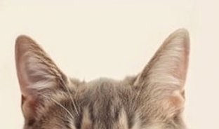 meongskia's tweet photo. 🐈‍⬛🐈 #timesmith https://t.co/MduN15gDTg