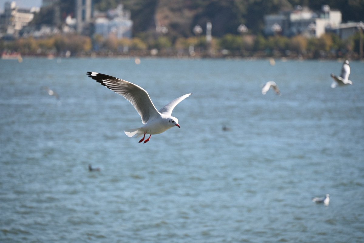 Pak_GZ's tweet image. 确认过眼神，买到正品尼康了😇

尼康拍我 vs 尼康拍鸟