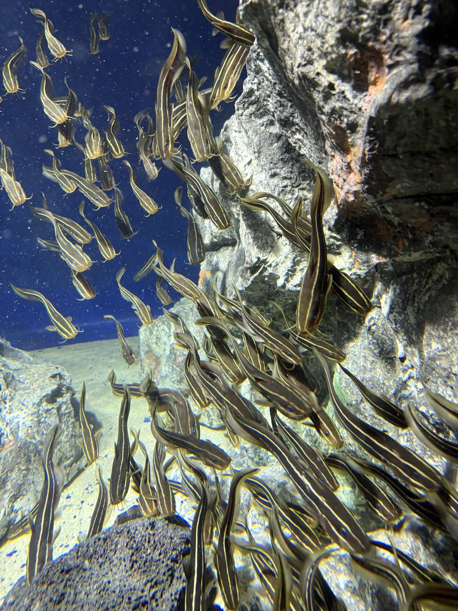 めんだこ落とす前は楽しく盛り上がってた✌︎('ω')✌︎