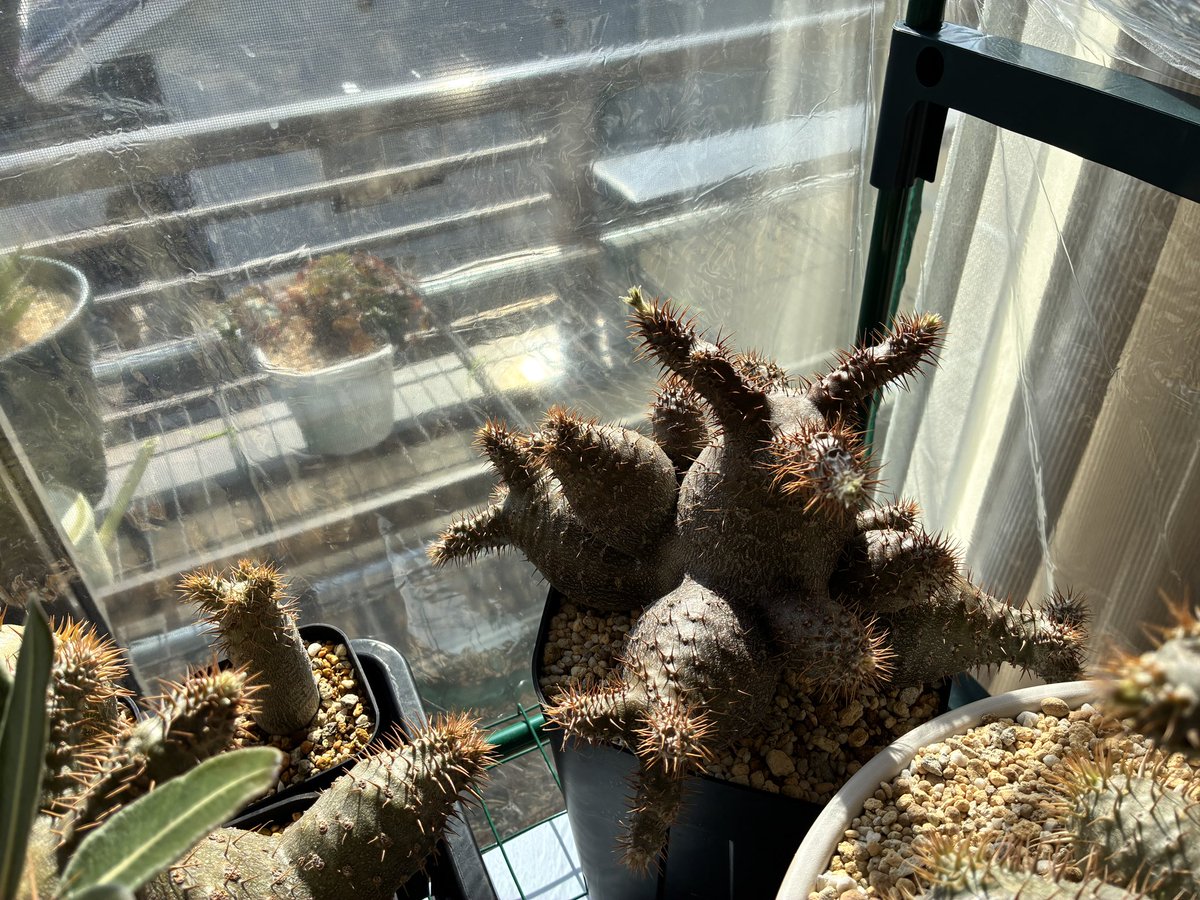 SBKJ_3rd's tweet photo. 花芽が。。。
早くないすか？

#パキポディウム
#グラキリス
#塊根植物 https://t.co/5isqUXlGQL