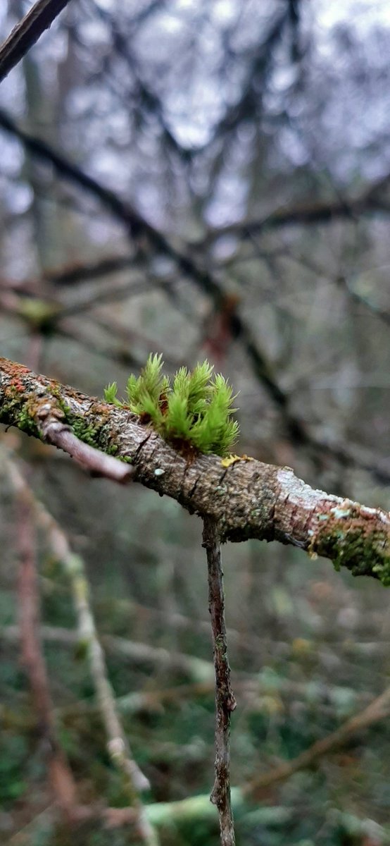 Nicolasgerard31's tweet image. Bonjour tout le monde 😀
#jaimelesarbres #amiesdesarbres 
🌳🌳🌳💚💚💚💚💚
