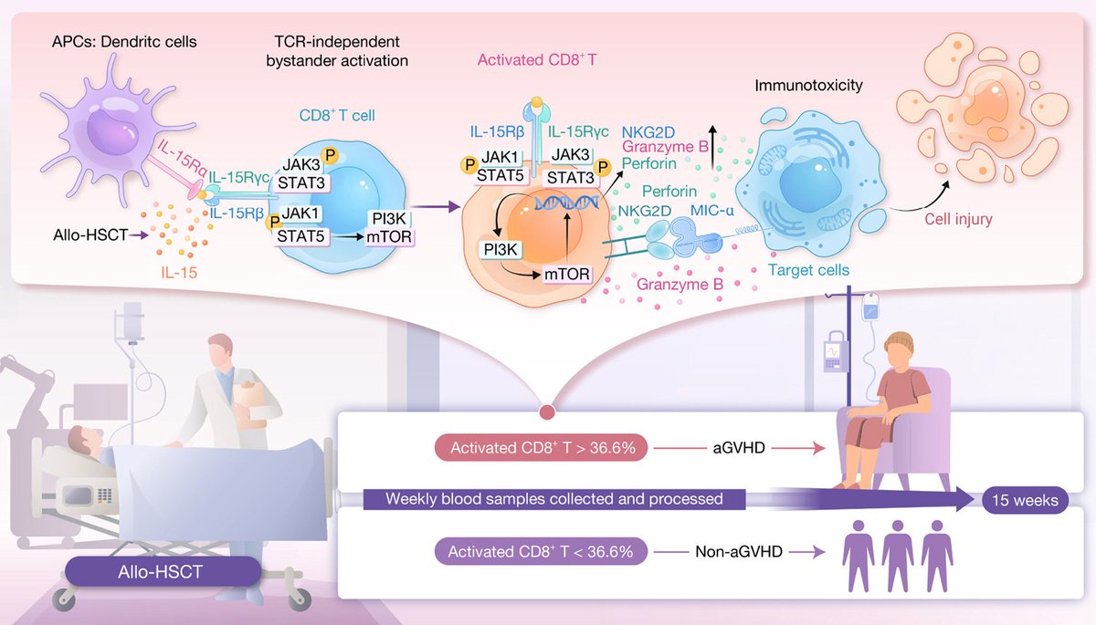hLife_2023's tweet image. Longitudinal analysis identifies bystander-activated innate cytotoxic CD8+ T cells as predictors and therapeutic biomarkers for acute graft-versus-host disease
Read more on hLife👇👇👇
doi.org/10.1016/j.hlif…
#hLife #Science #Research #Health #healthjournal