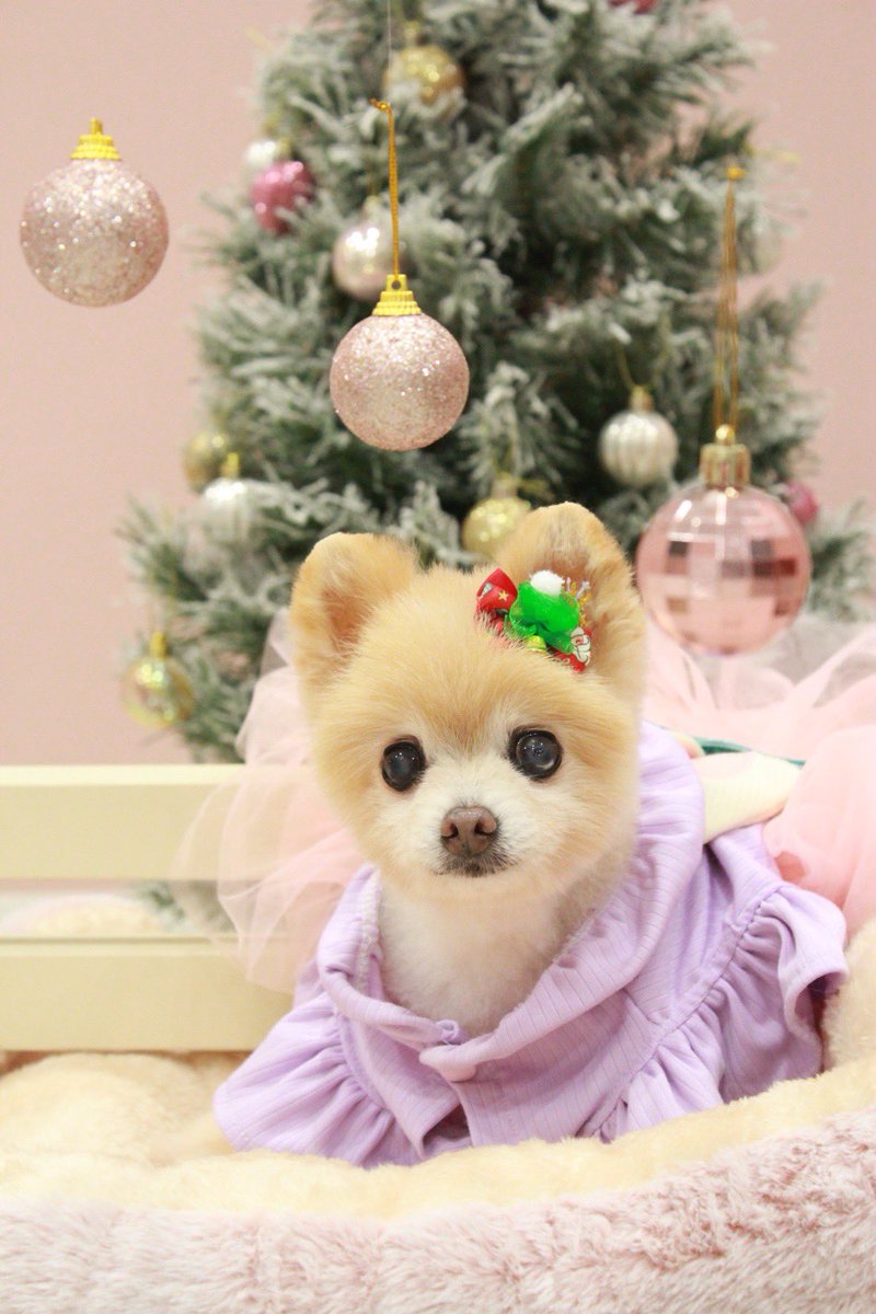 mikaringo127's tweet photo. 先月17歳を迎えたわんこ。
毎日頑張って生きてる。
何年も前から担当してくださったトリマーさんが独立されて3年。
ここのサロンに行くだけで元気になる。
パワースポット的サロン。
目指せ18歳。

#犬のいる暮らし  #ポメラニアン https://t.co/ojIXq0tTq4