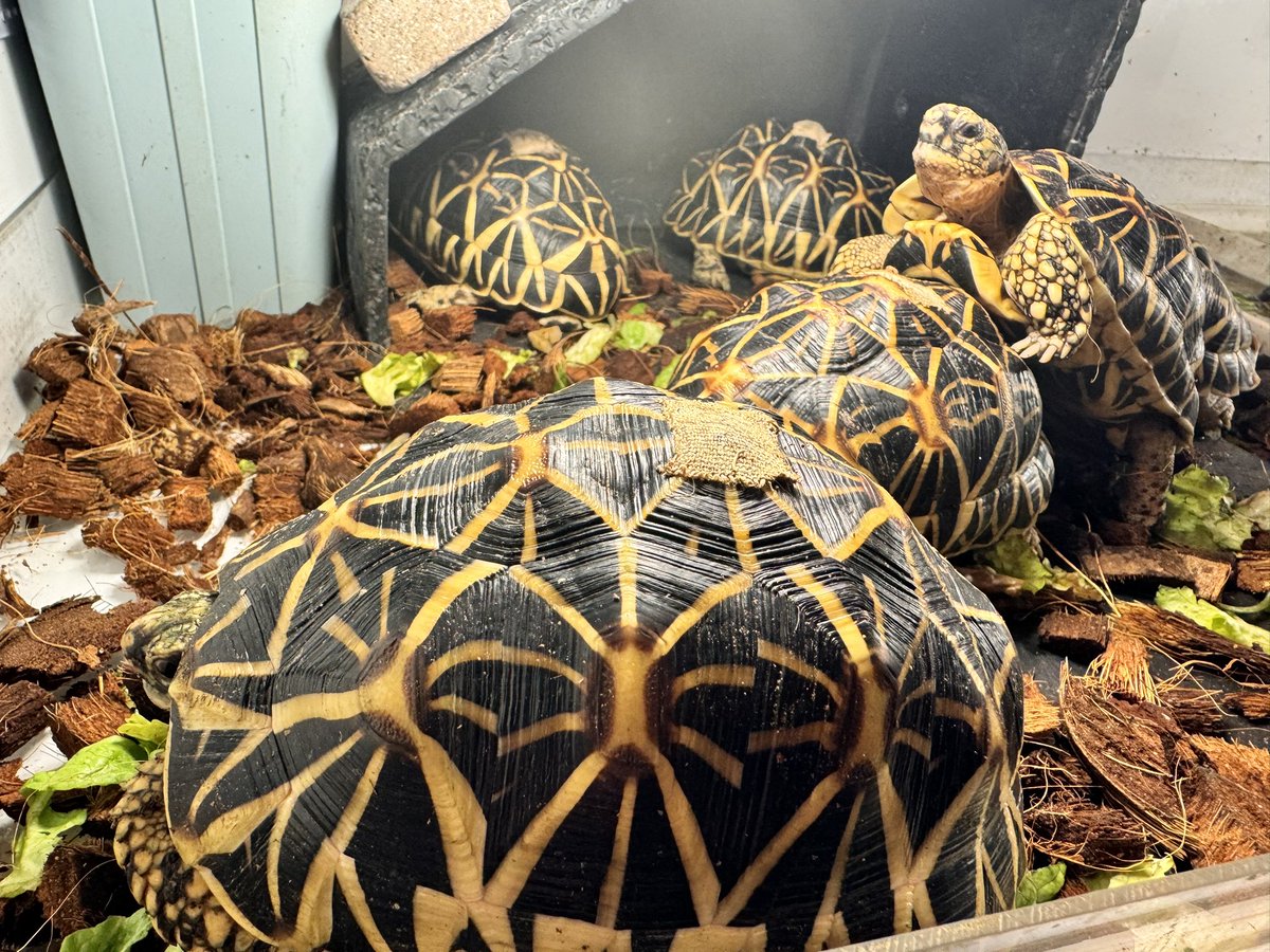 plusgoeflutz's tweet photo. 今日のインドホシガメ。後ろの12番はマウントもうあちこち練習してる^_^手前の19番は綺麗なメスで順調成長してる。

#インドホシガメ #リクガメ https://t.co/5amfqsKJ87