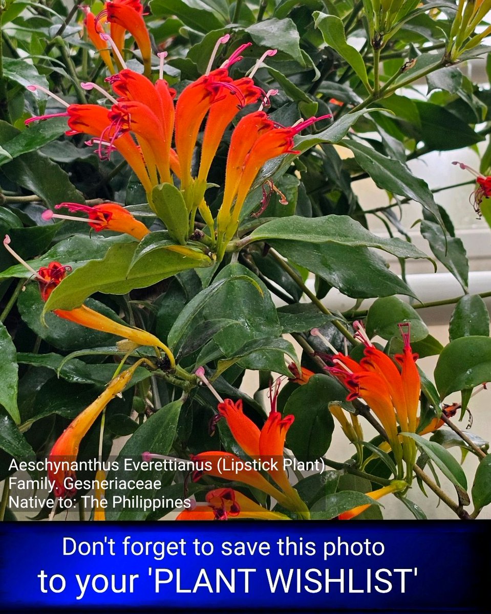 freyastropical's tweet photo. Aeschynanthus Everettianus (Lipstick Plant)
Family. Gesneriaceae
Native to: The Philippines 

#flowers #photooftheday #monday #freyastropicalgarden #gardening #gardenideas #gardeninspo #gardeninspiration #gardenlove #photography #gardensofinstagram #floweroftheday #plantwishlist https://t.co/SA7XUVOJuA