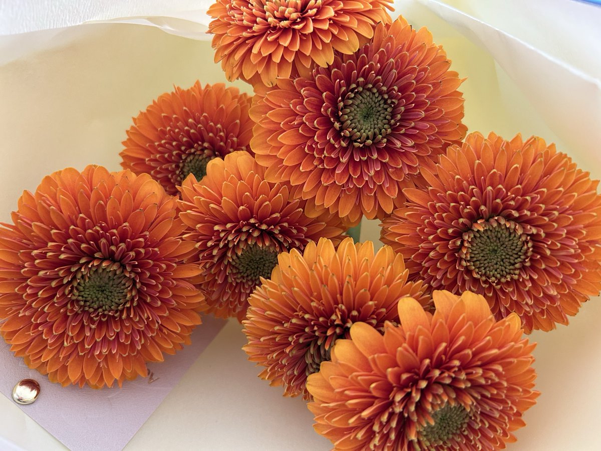 八重咲きのガーベラ
きれいね～🌼✨️