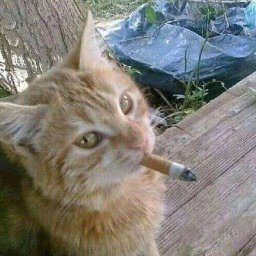 They didn't go far enough