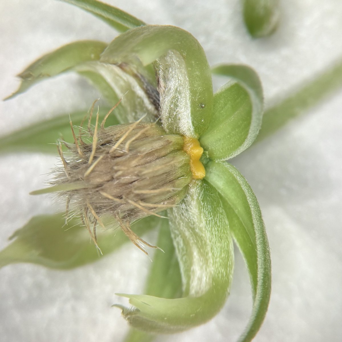 Dr Timothy Utteridge tweet media