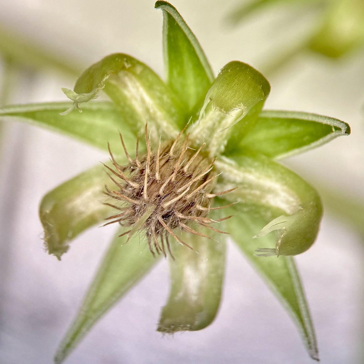 Dr Timothy Utteridge tweet media