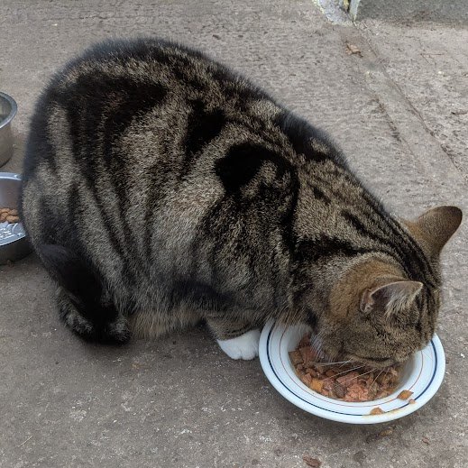 Robert Allotment cat,now helped by Janet & Amanda tweet media