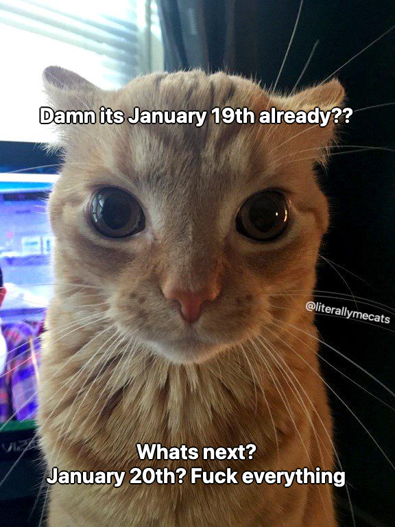 LiterallyMeCats (@literallymecats) on Twitter photo 