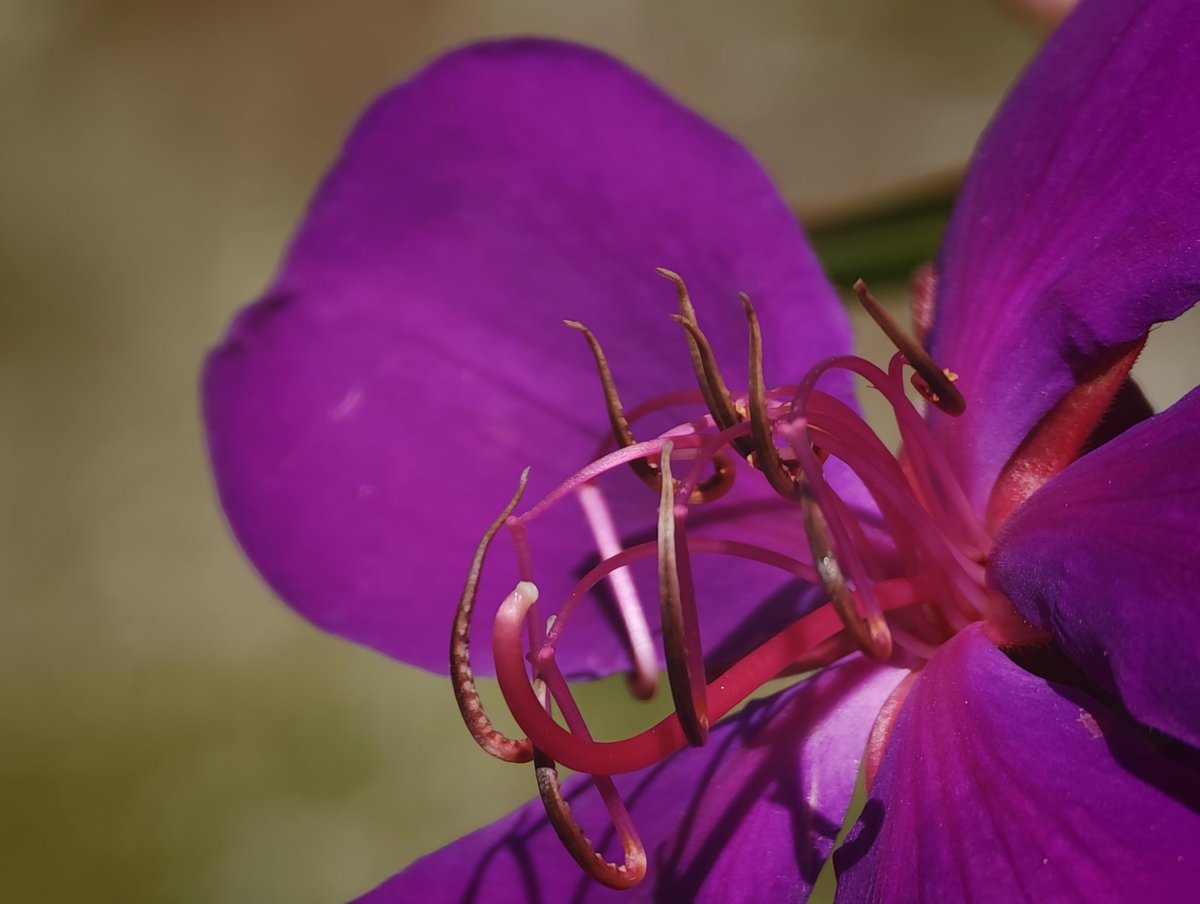 .<a href="/Frankforphones/">Frank 🇨🇦📱</a> is this macro enough? 🤣🤣 Just shot those on my quick trip.

17U, using Pro mode, cropped zoom from 100mm to 230mm with Xiaomi's color preset.