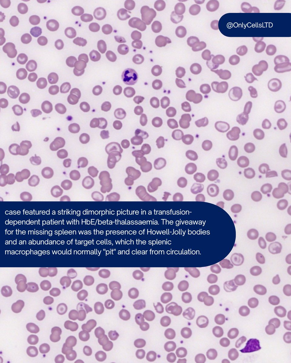 Only Cells tweet media