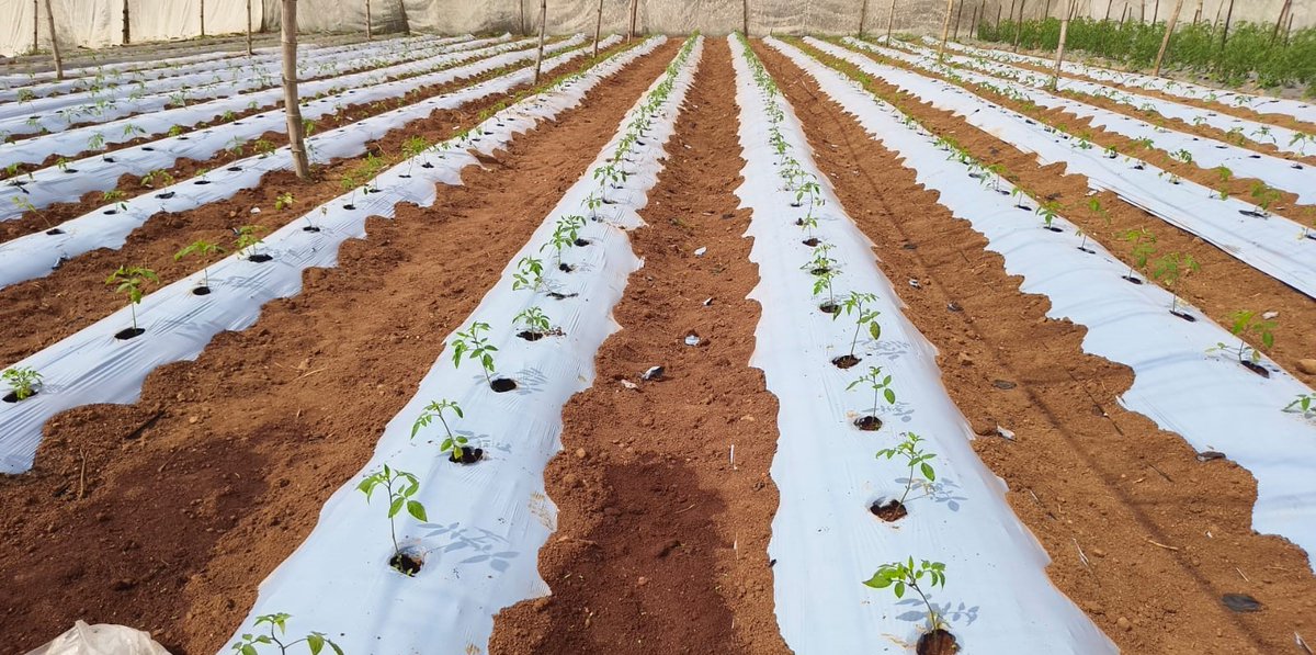 BDSustainableS's tweet photo. From field to soil life, compostable mulch supports moisture retention, weed control, and living soils—when laid with care and the right practices. 🌾At Bluedoor, we don’t just grow crops—we nurture soils, ecosystems, and a sustainable future🌱🤍 https://t.co/ST94jupwNF