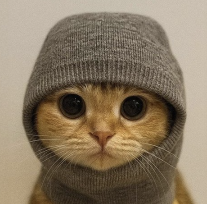 BantsTrades's tweet image. all dips will be eaten and all pussies will be socked

$SNP500