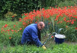 BenedictTPalen's tweet image. Benedict T. Palen, Jr. – Gardening Made Simple: From Soil to Harvest #benedicttpalenjr #farming #farmingtips

benedicttpalen.wordpress.com/2026/01/19/ben…