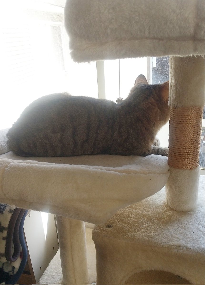 定時に定位置でニャルソック🐱傾き始めててそろそろ壊れそう…