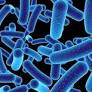 Chemistryaward's tweet image. Bacterial metabolite enhances immune checkpoint therapy against lung cancer
More Information: research-chemistry.blogspot.com
#sciencefather #researchchemistry #biochemistry #scientist #professor #phd #awards #tags #shorts