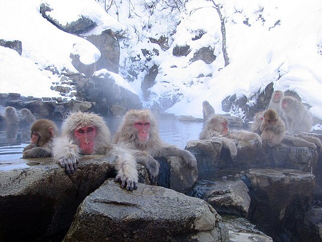 n_hotline_fr's tweet photo. [Tourisme Japon] Le parc des singes de Jigokudani est célèbre pour ses macaques japonais se baignant dans des sources chaudes. Une expérience unique au cœur de la nature japonaise! #Japon #Nature #Aventure https://t.co/hN0Sb2iUTJ