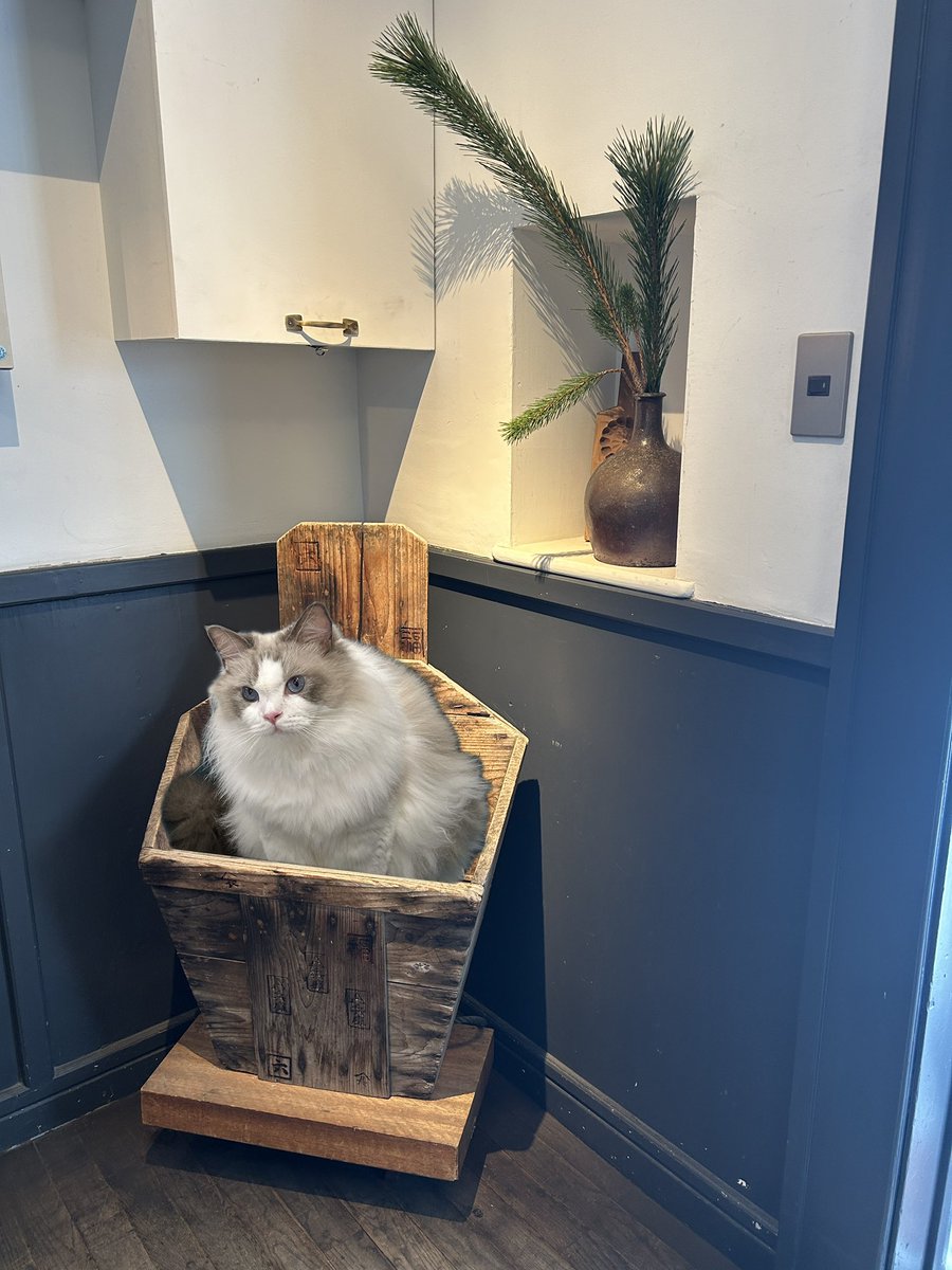 わたあめ (@wataamedetyuyo) / Posts / X