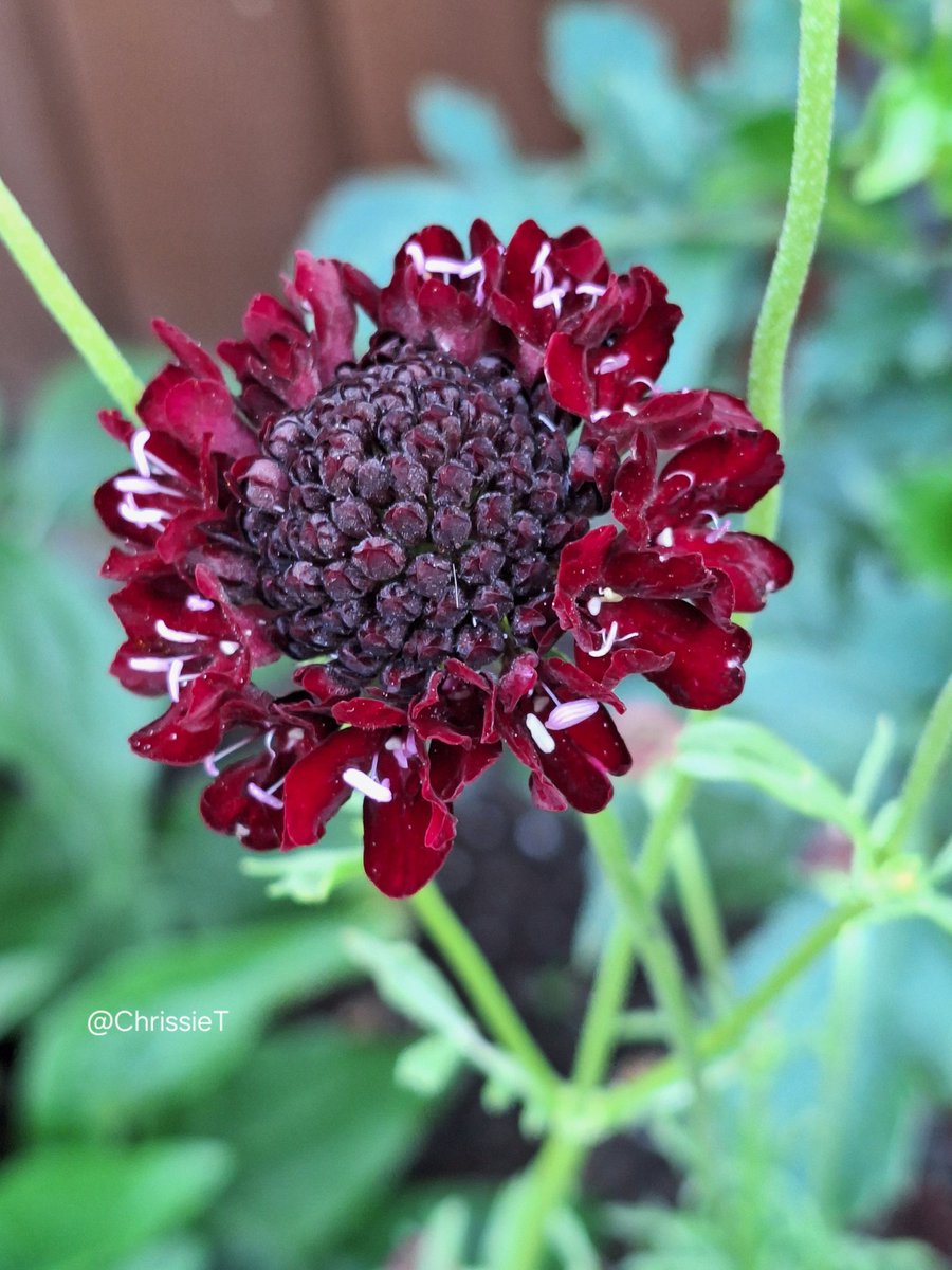 ChrissieT1894's tweet photo. Good morning ๐
Hope your Monday is a good one for you. Enjoy.
Pic taken last July.
#MagentaMonday #Flowers #MyGarden #Scabious #Gardening #FlowersOnX #MondayFlowers https://t.co/rSoAiPYu9Q